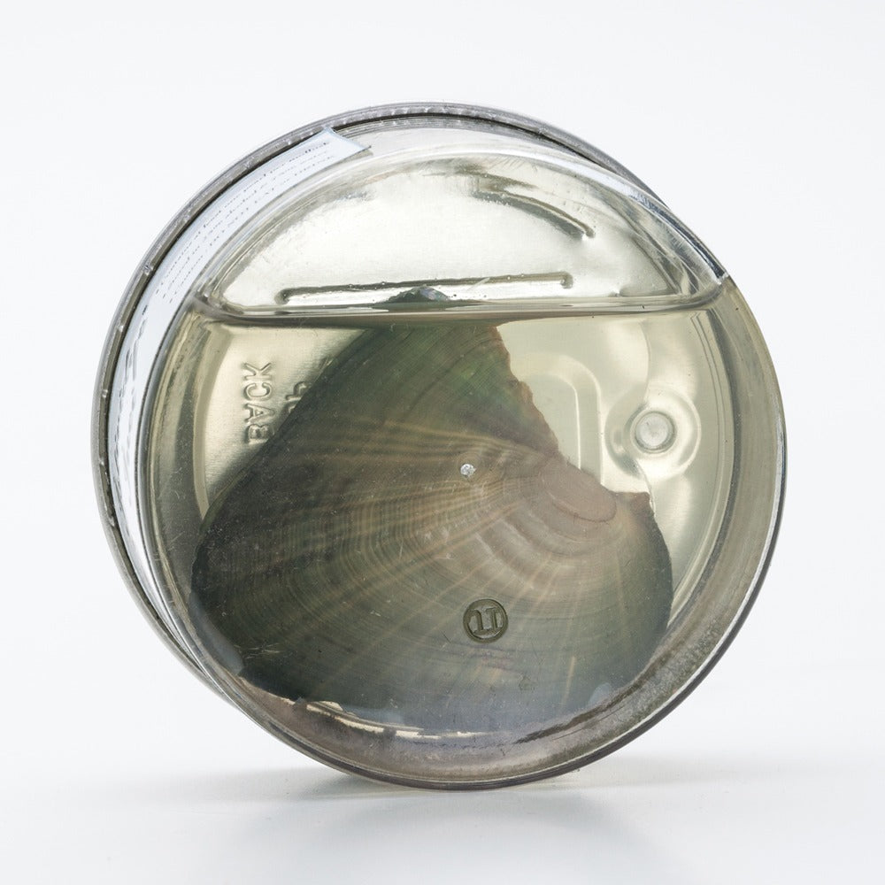 Sihirli Küp İstiridye İnci Kolye Seti